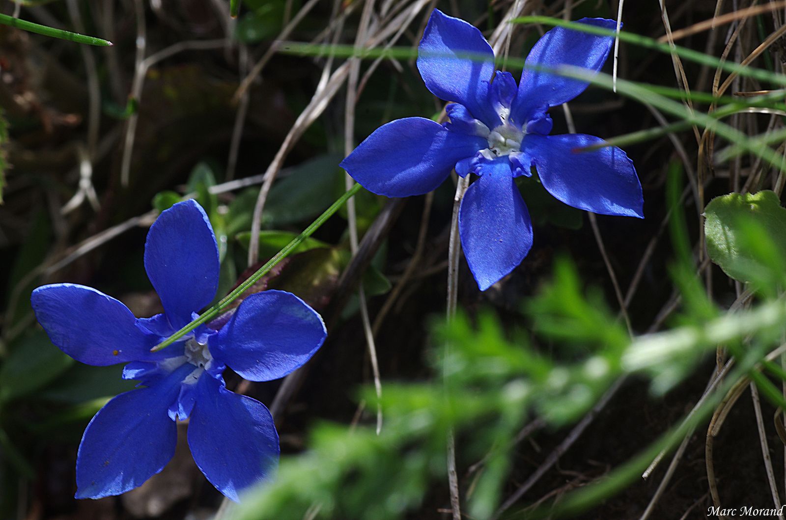 2017 05 21  Gentiana verna Val Arizes 13