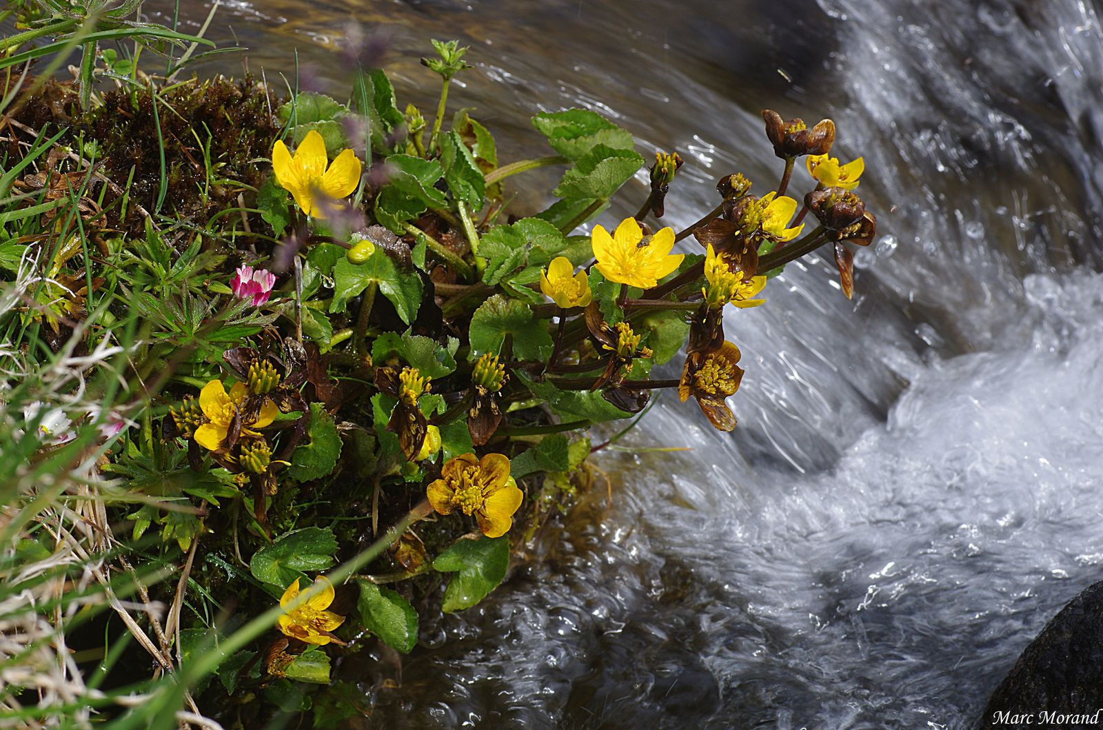 2017 05 21 Caltha palustris Val Arizes 05