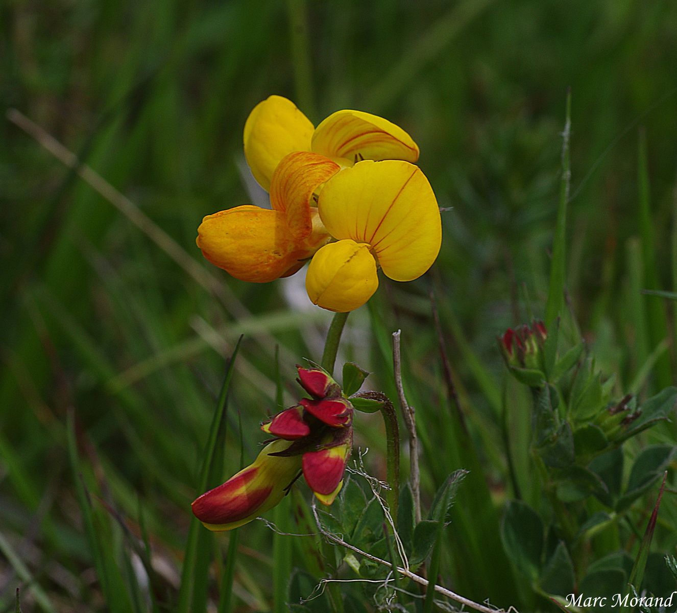 2017 05 21 Lotus corniculatus Lotier cornicule Val Arizes