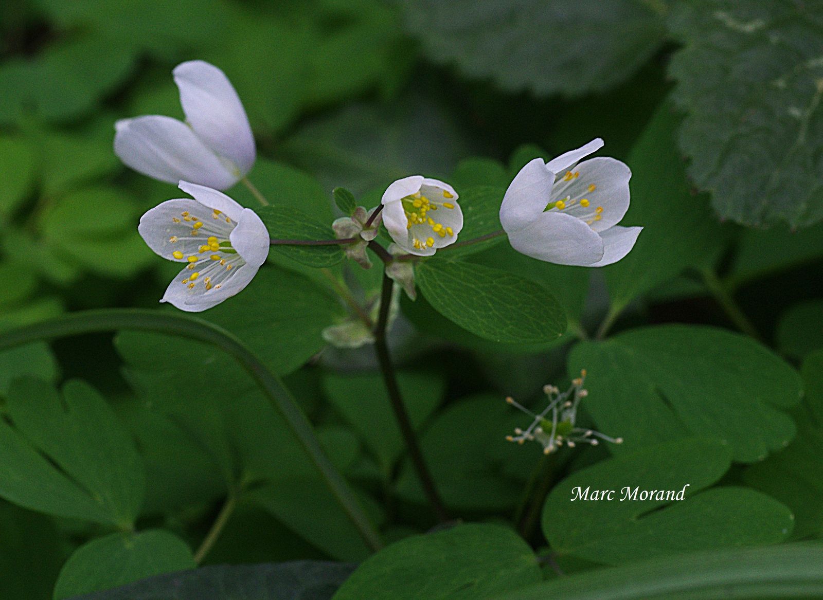 2018 03 17 Souyeaux Isopyrum thalictroides