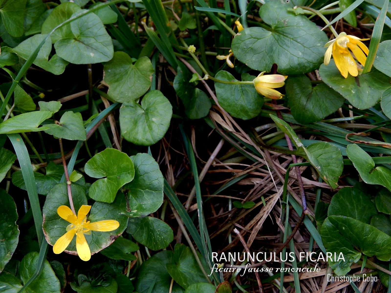 2018 03 17 Souyeaux Ranunculus ficaria 1