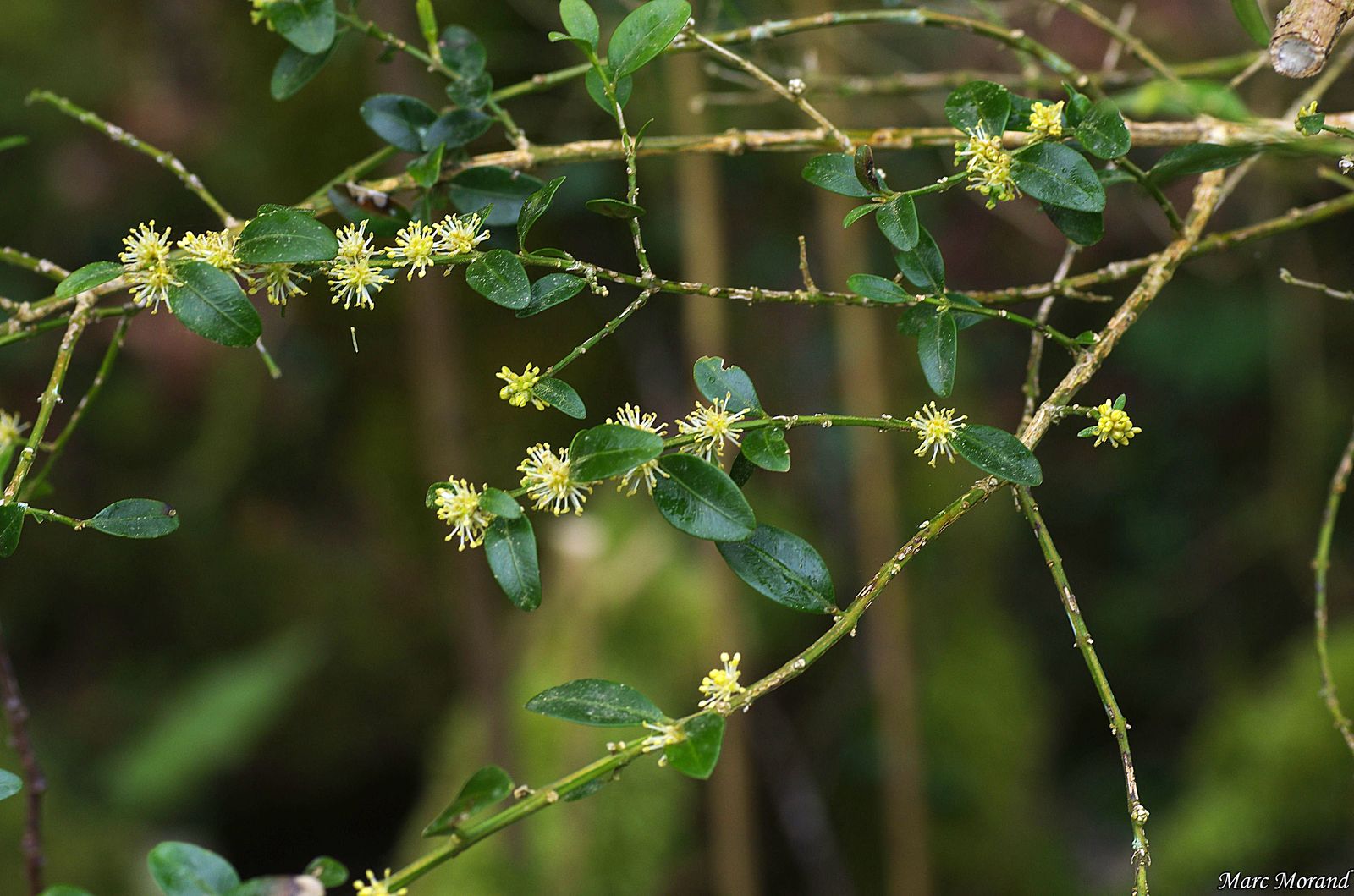 2018 04 07 Fontaine de Crastes Buxus sempervirens Buis 04