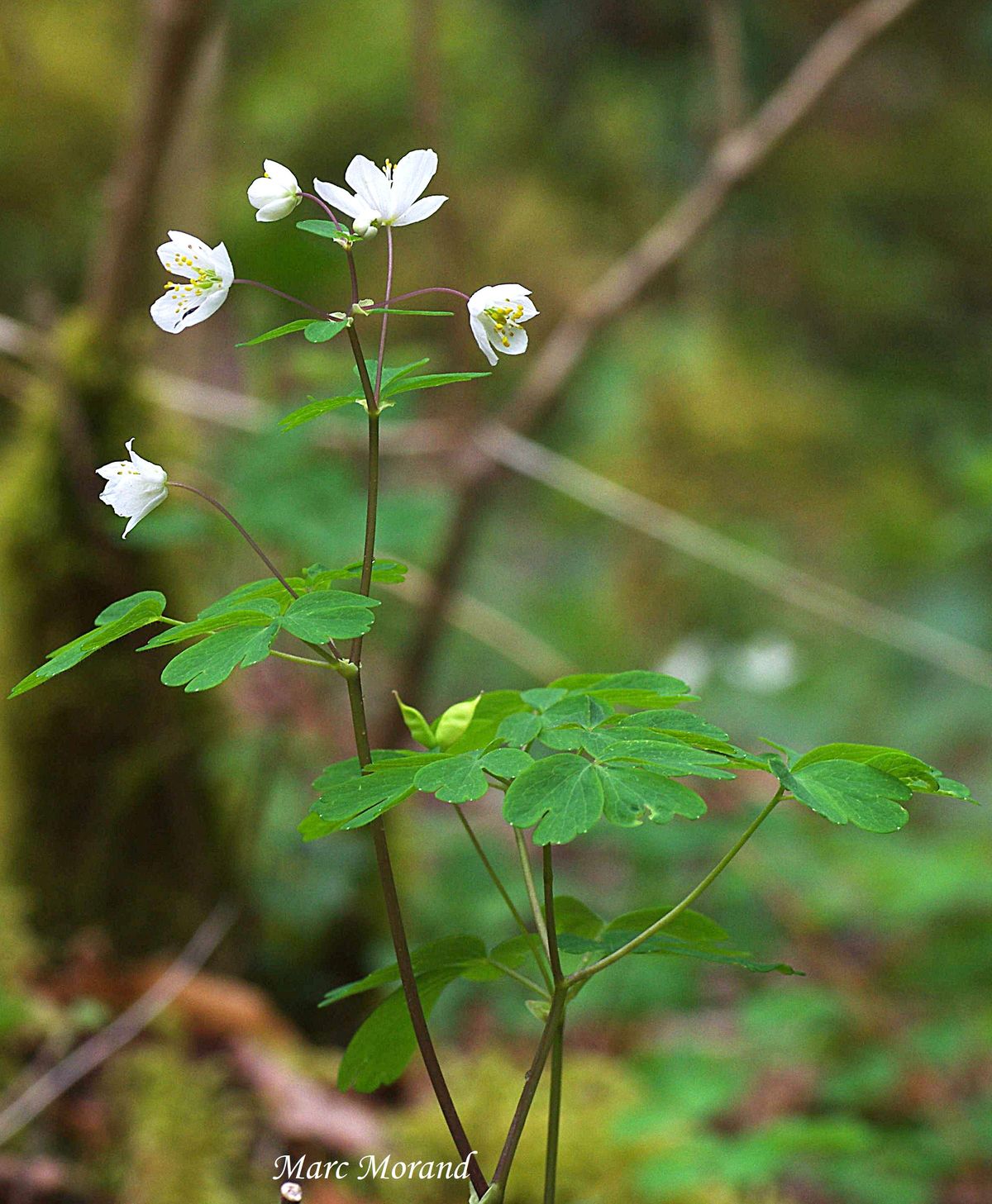 2018 04 07 Fontaine de Crastes Isopyrun thalictroides 13