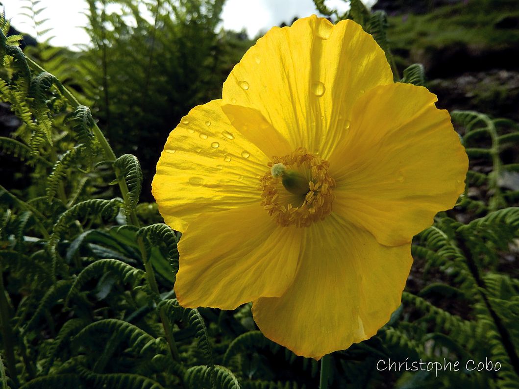 2018 06 03 Artigues Meconopsis cambrica 2