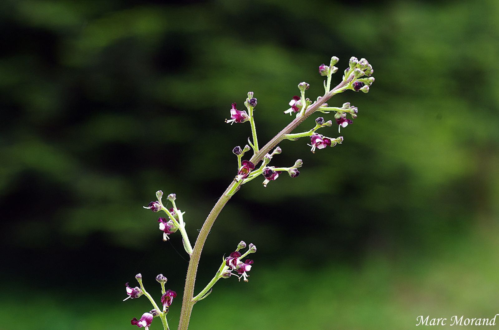 2018 06 03 Artigues Scrophularia hoppii 13