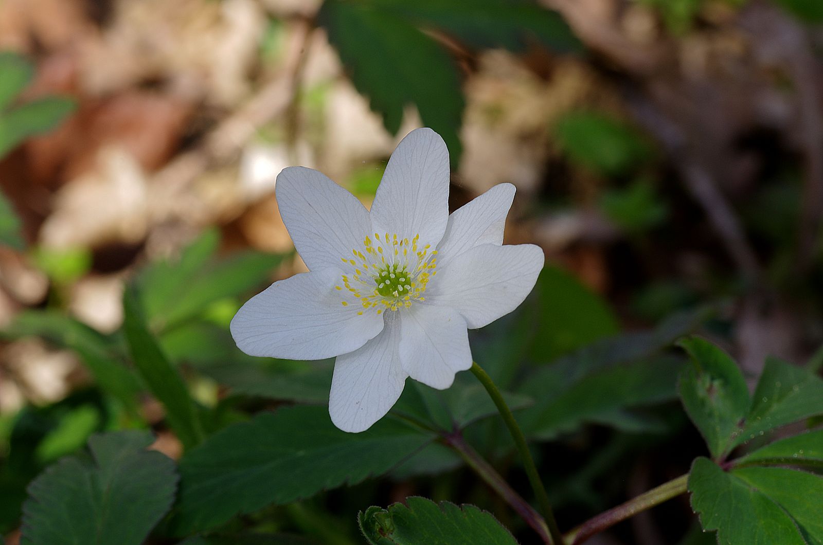 2019 03 16 Bois Aureilhan Anemone nemorosa Anemone sylvie 17