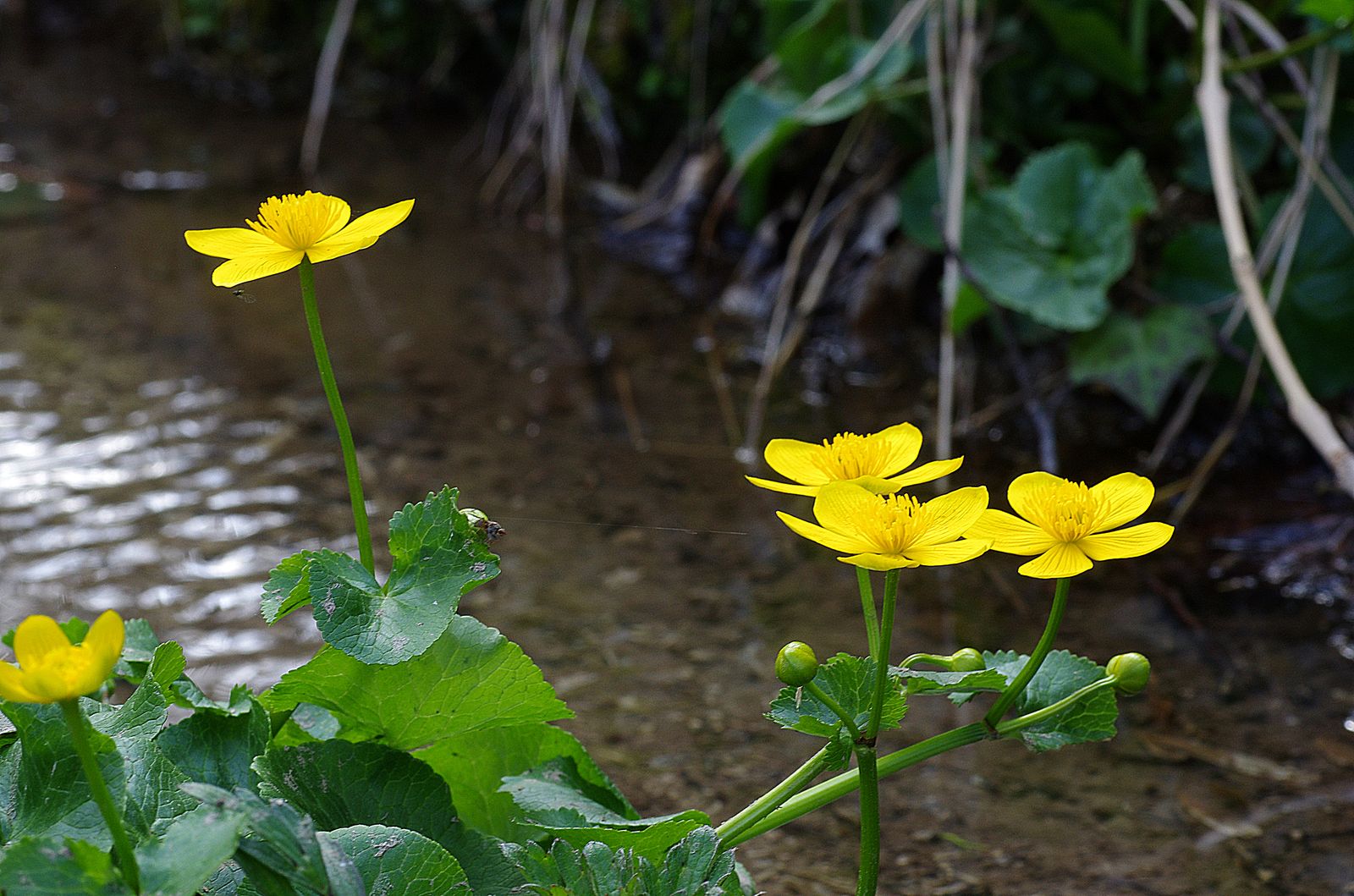 2019 03 29 Baudean Caltha palustris 02