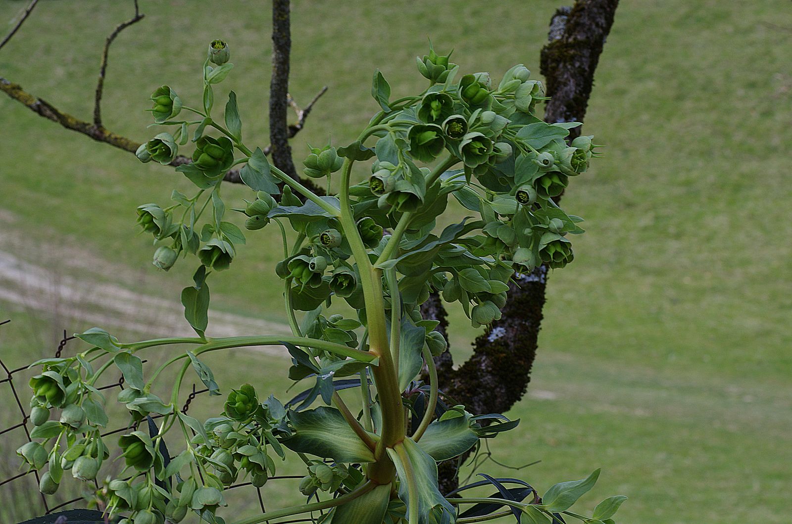 2019 03 29 Baudéan Helleborus viridis 02