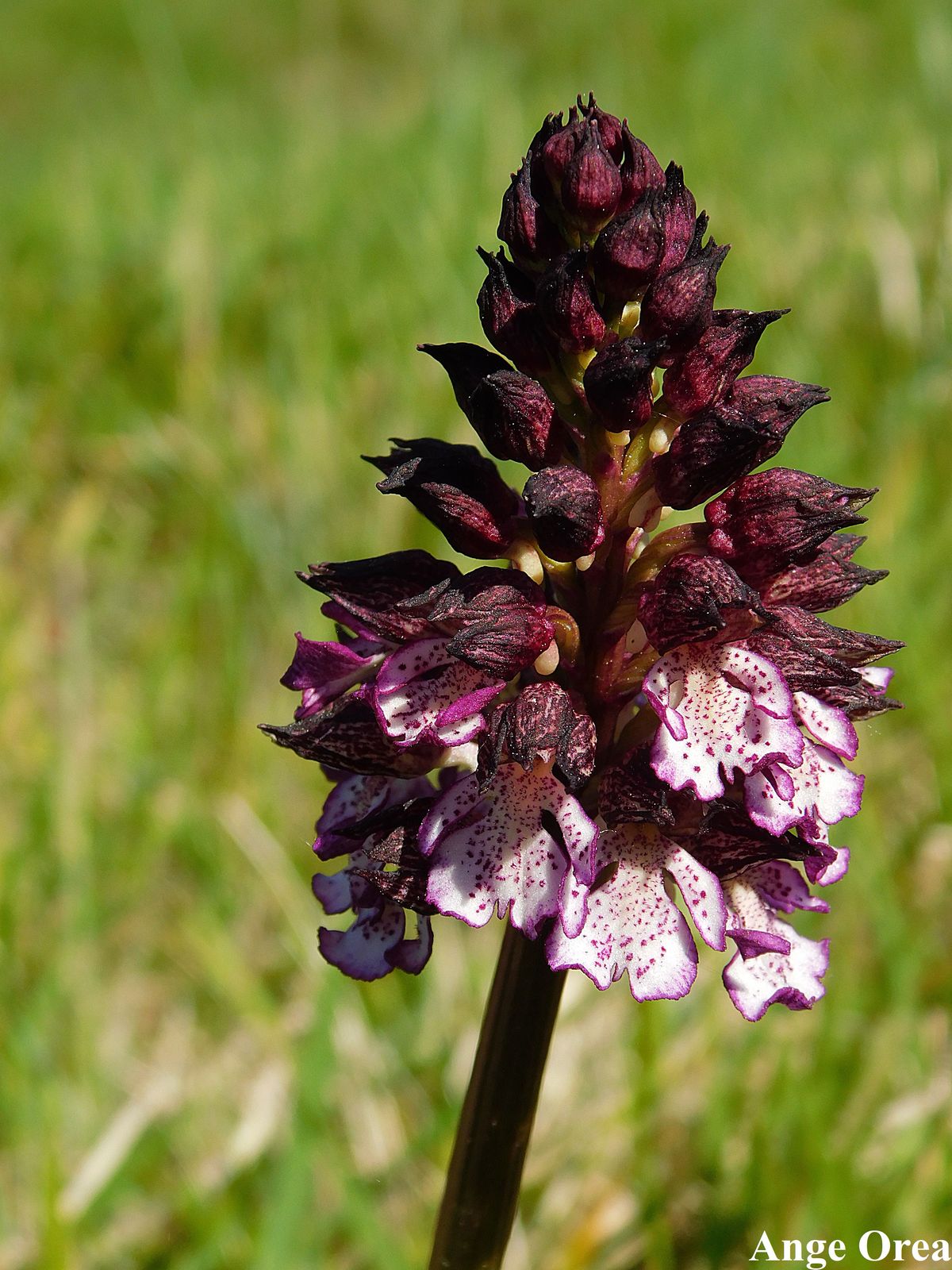 019 04 13 Laguian Orchis purpurea