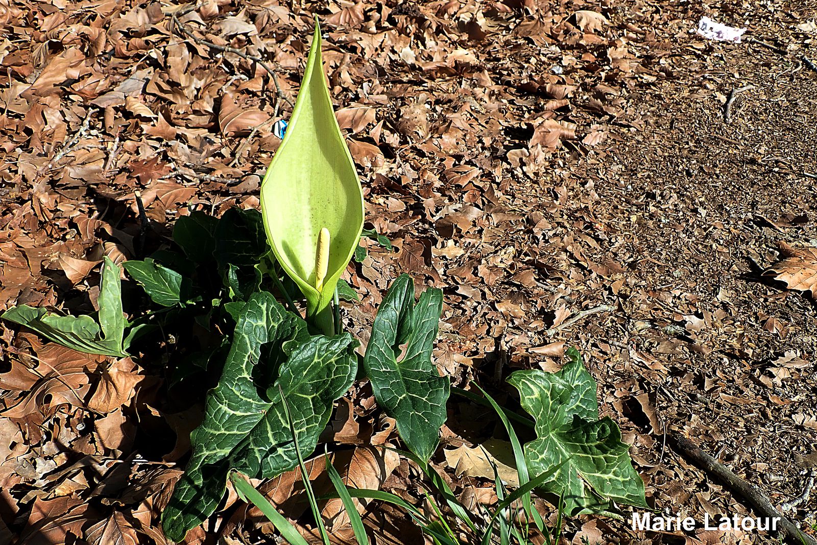 2019 04 13 Laguian Arum italicum