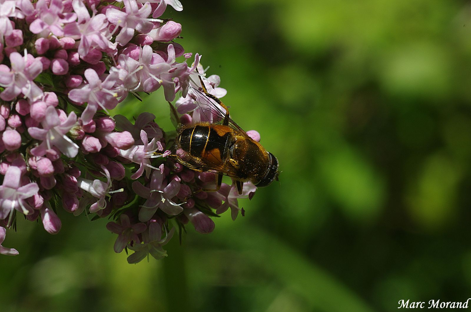 2019 05 12 Ste Marie de Campan abeille sur Valeriana officinalis