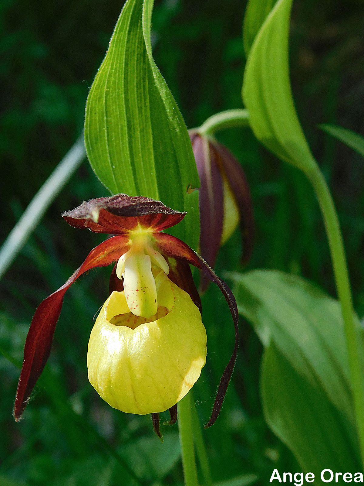 Cypripedium calceolus 03