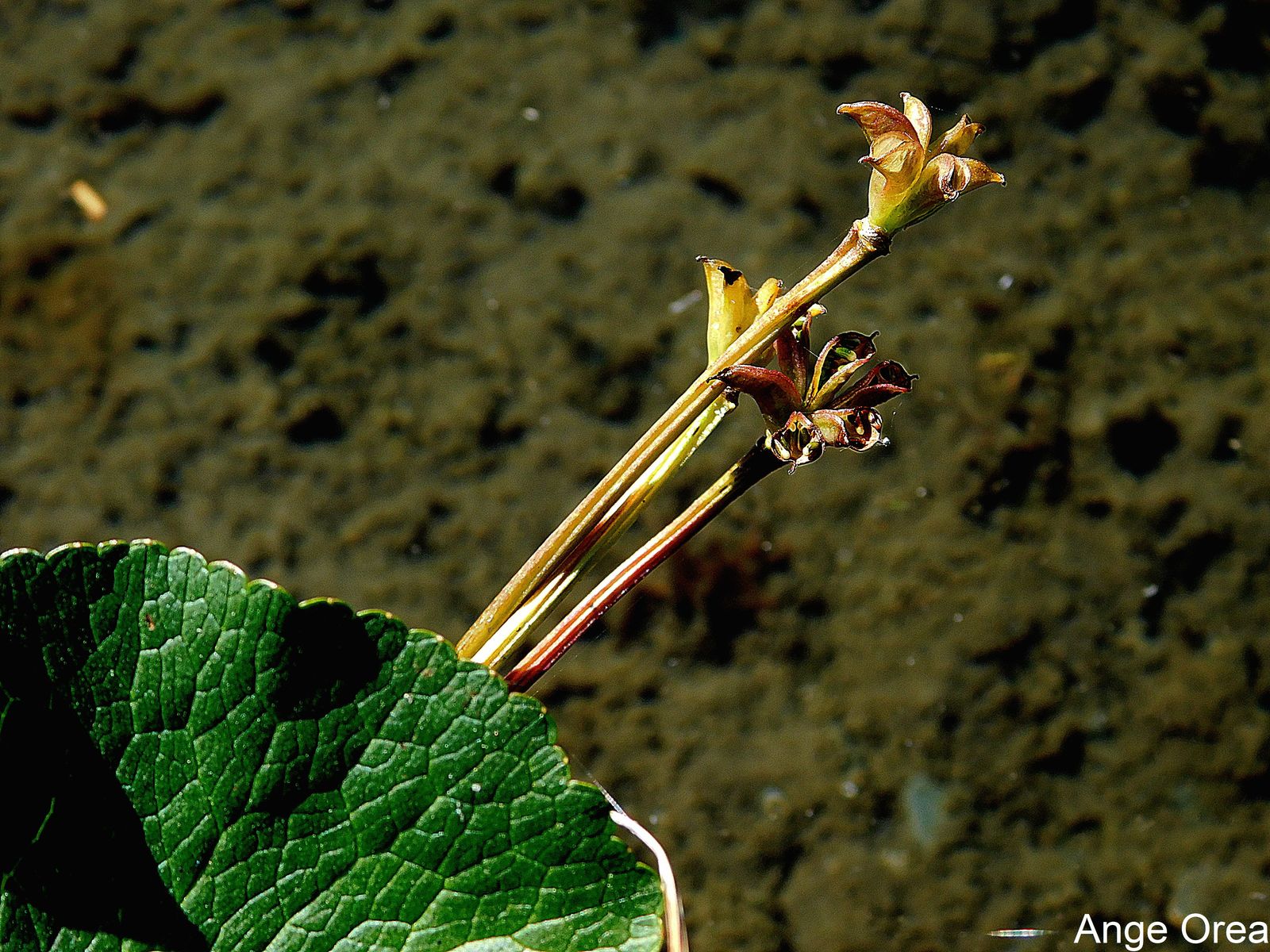 Caltha palustris  fruits