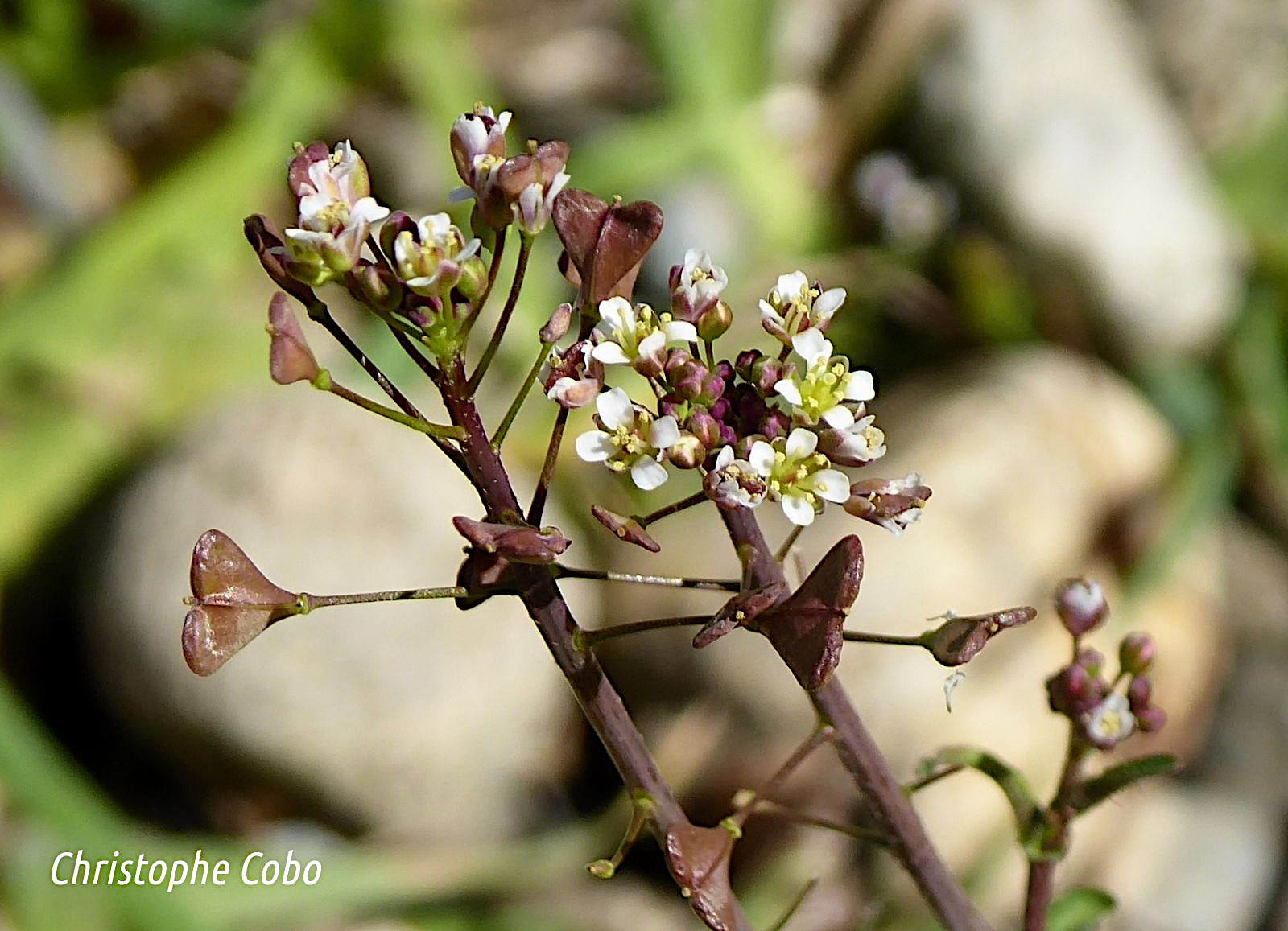 Capsella bursa pastoris 2021 03 28 UGNOUAS