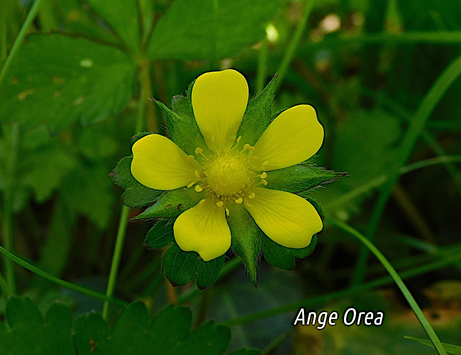 Geum urbanum 2021 03 28 Ugnouas