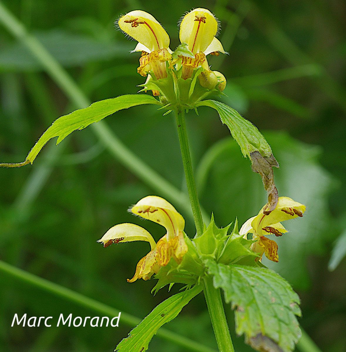 Lamium Galeobdolon 2021 05 22 Font. de Crastes 04