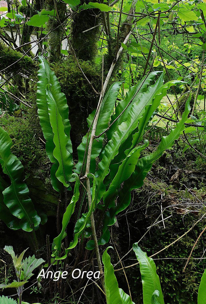 Phyllitis scolopendrium Font. de Crastes