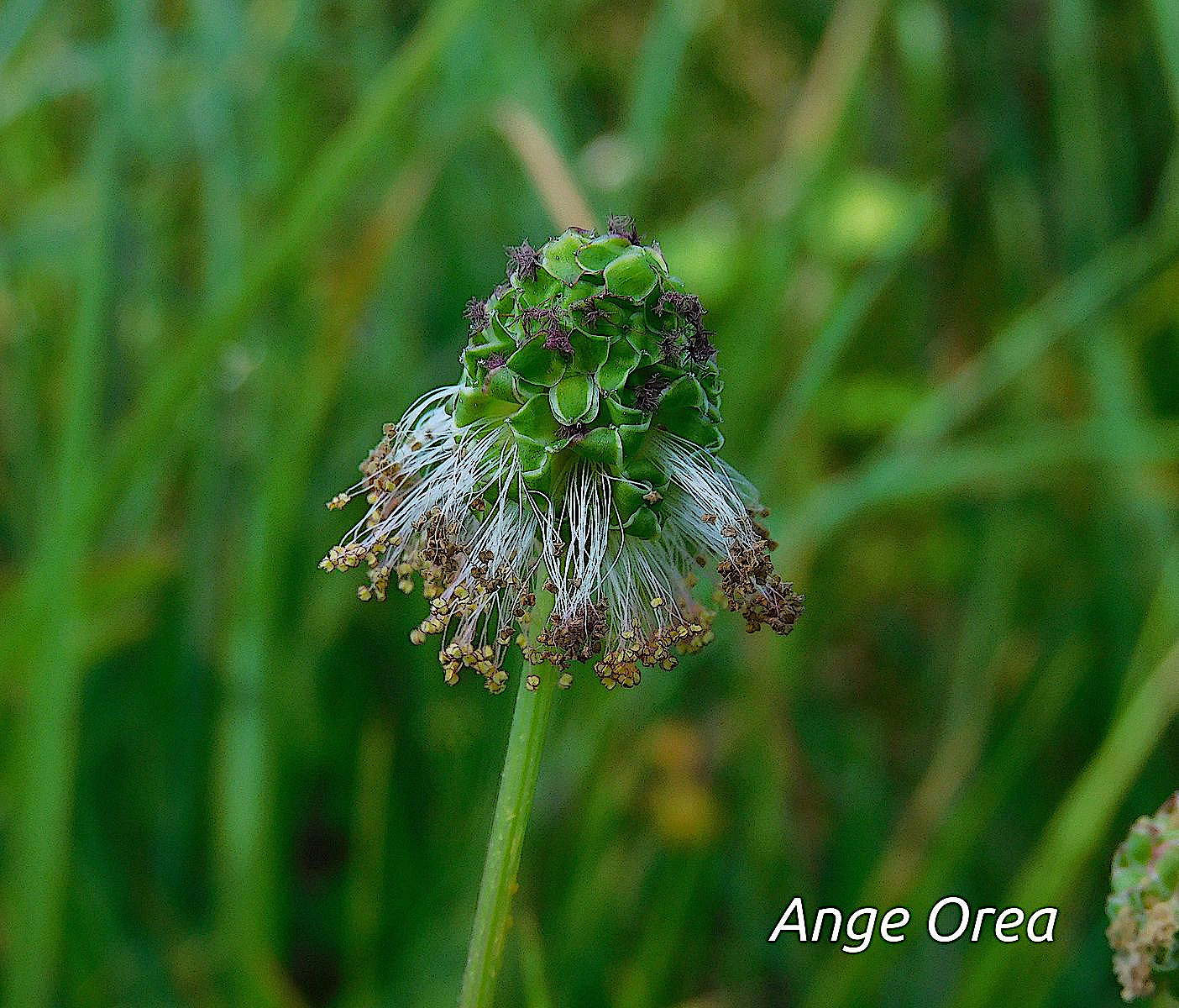 Poterium sanguisorba 2021 06 13 Le Tucou