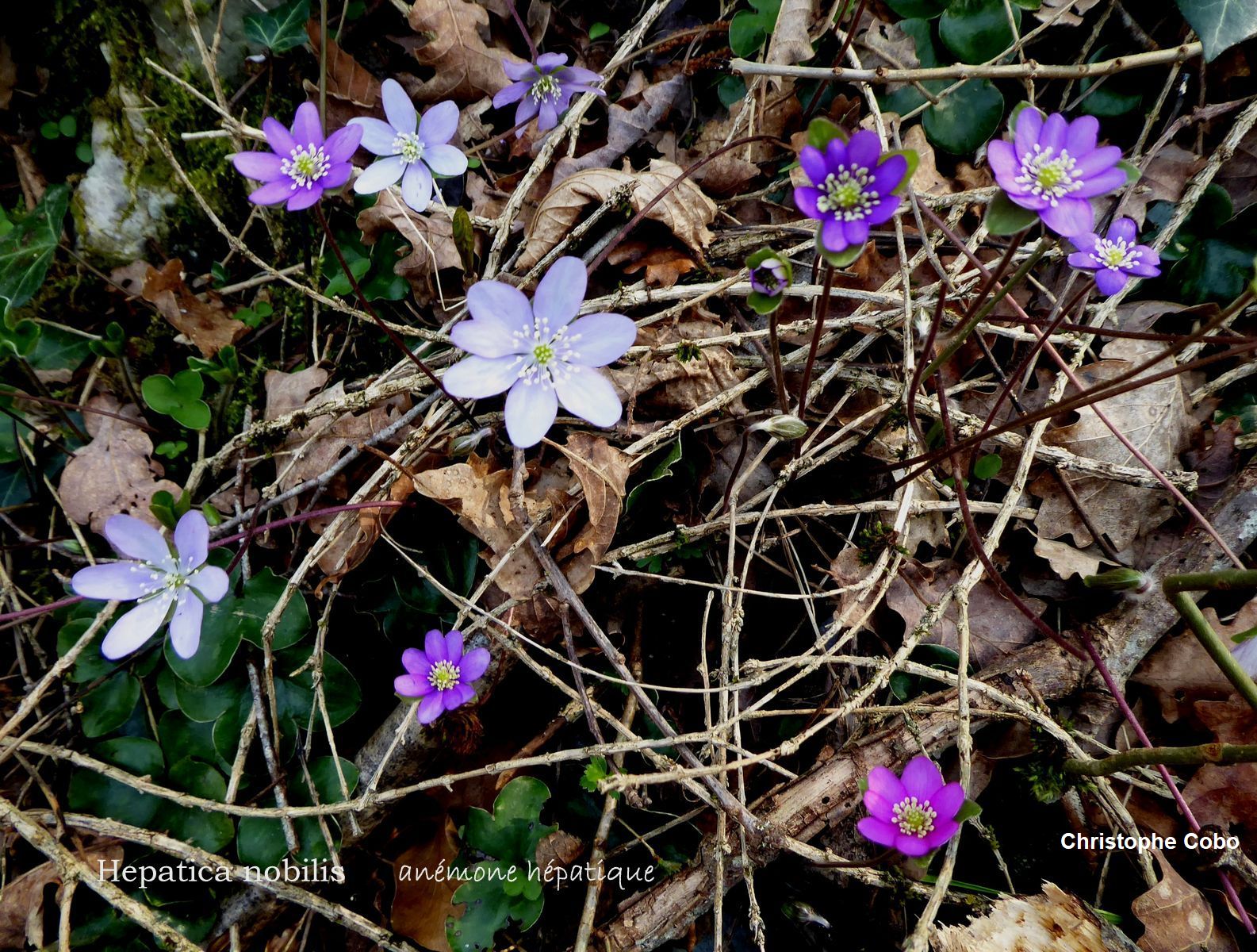 Hepatica nobilis 34 AGOS VIDALOS 20220326