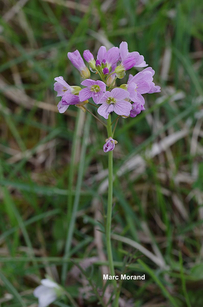 Fritillaria pyrenaica 2022 04 30 Le Tucou 15