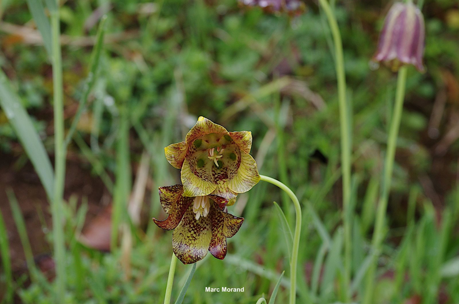 Fritillaria pyrenaica 2022 04 30 Le Tucou 15