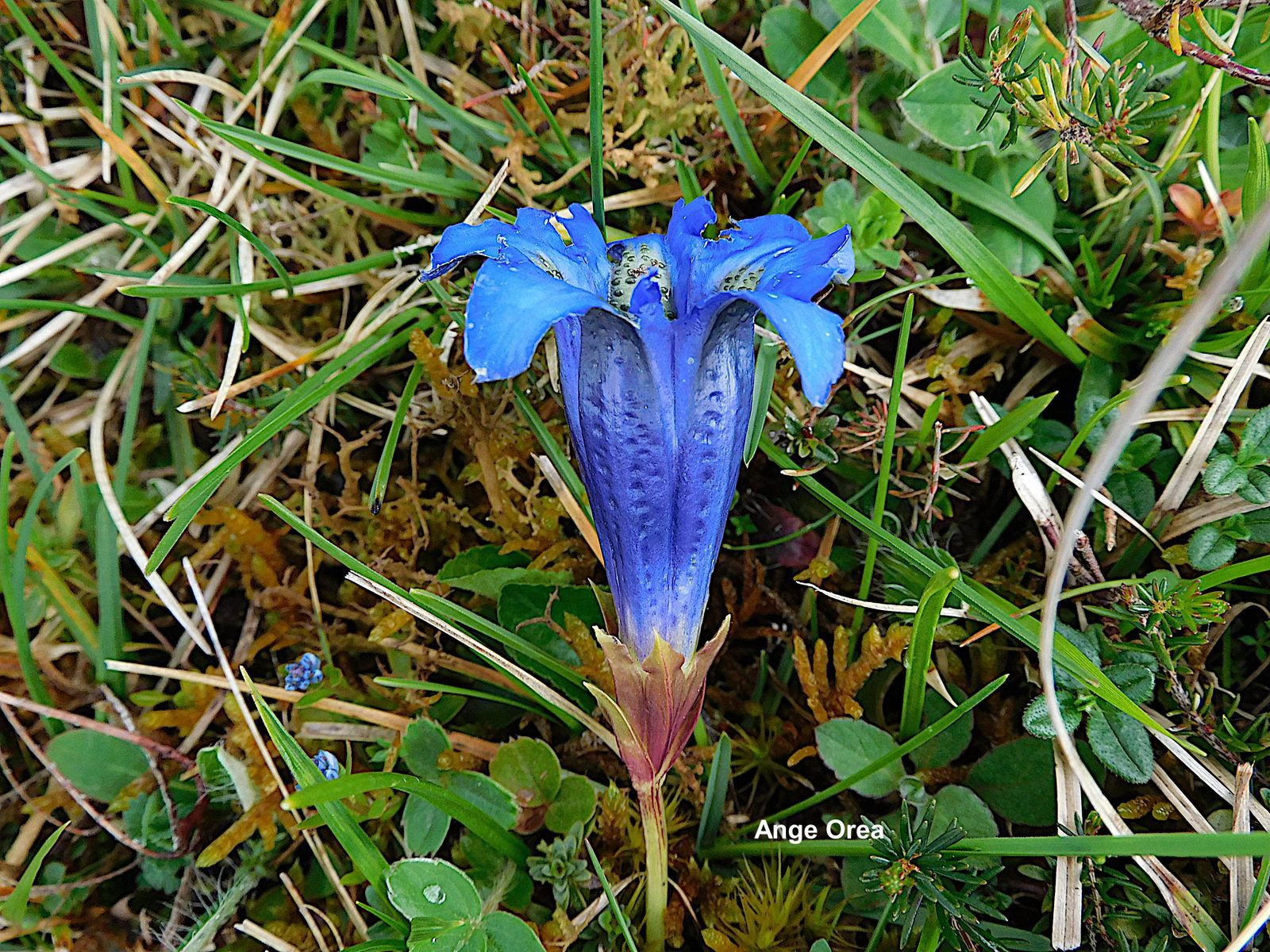 Gentiana occidentalis  3  2022 04 30 Le Tucou 06