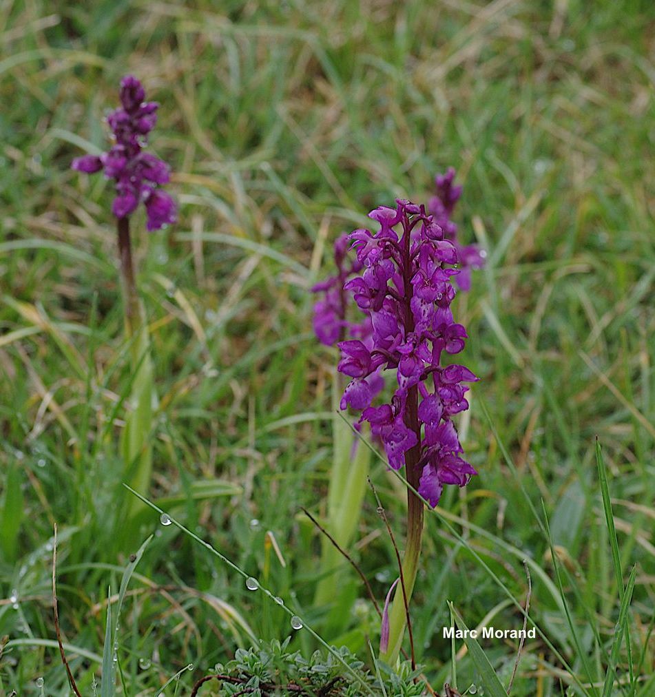 Orchis mascula 2022 04 30 Le Tucou 03