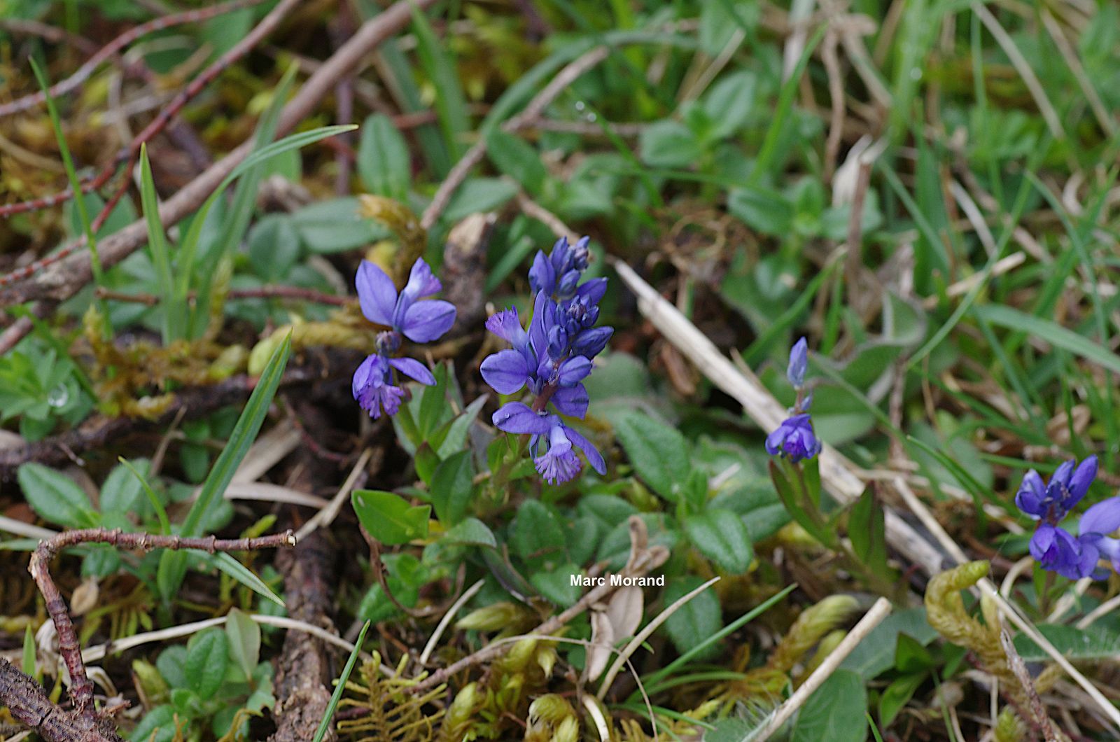 Polygala calcarea 2 2022 04 30 Le Tucou 02