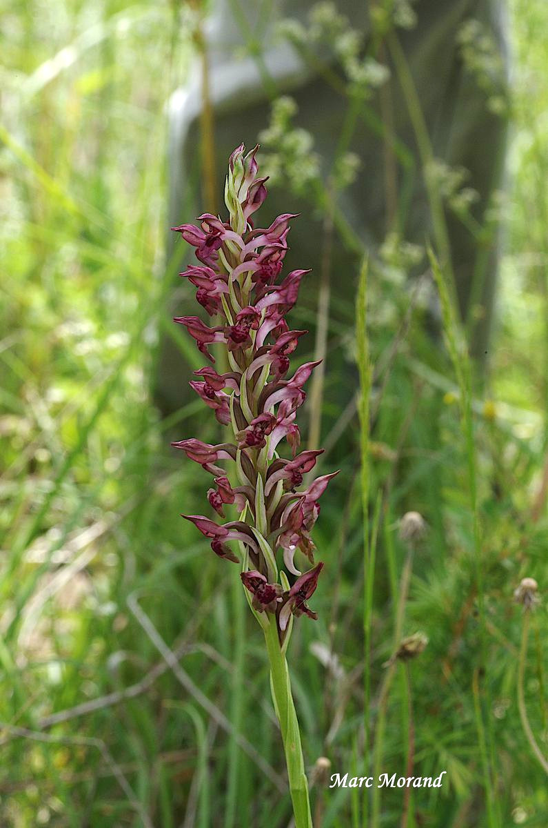 Anacamptis coriophora fragrans 2022 05 22 Montesquiou 08