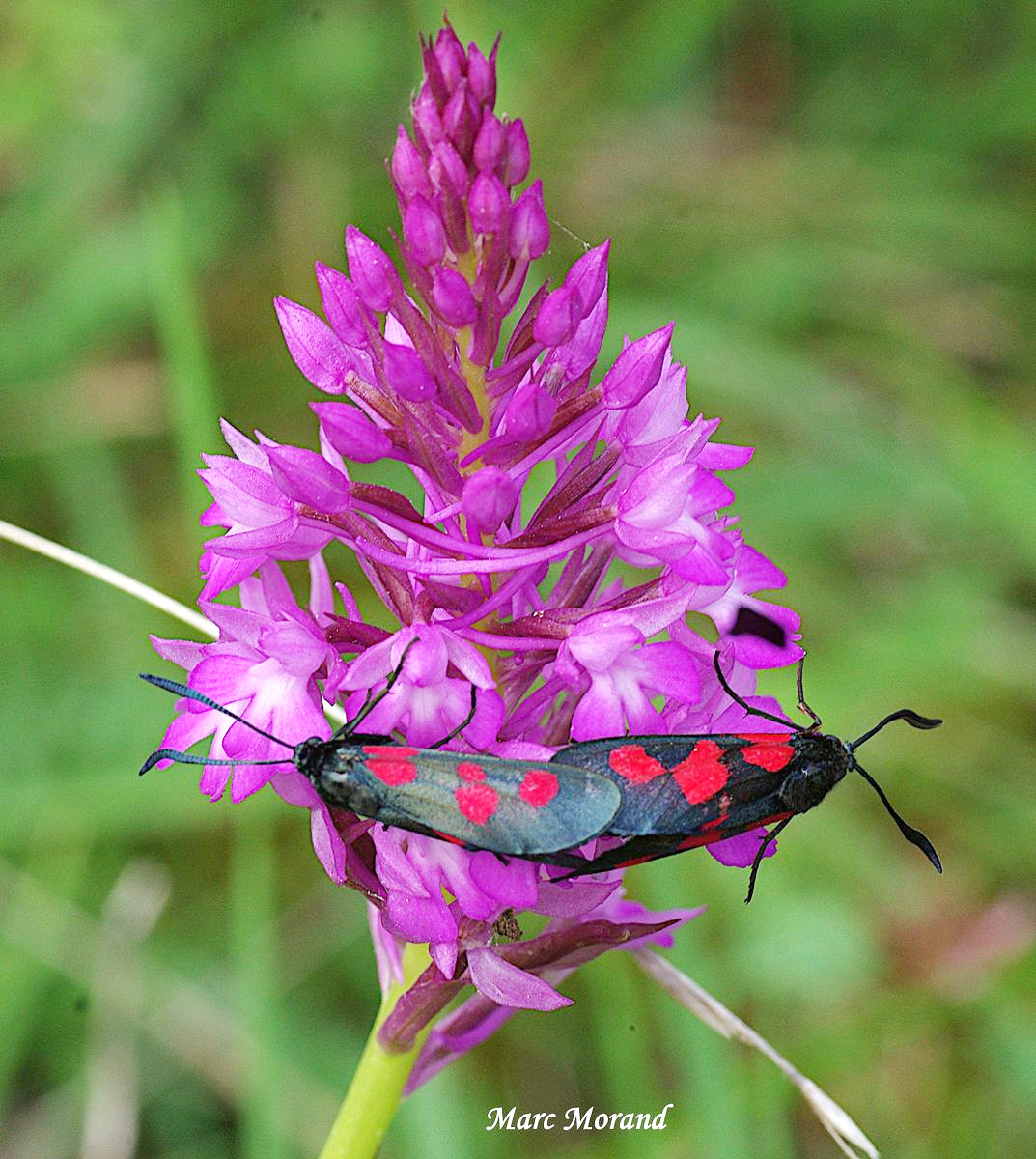 Anacamptis pyramidalis 2022 05 22 Montesquiou 16