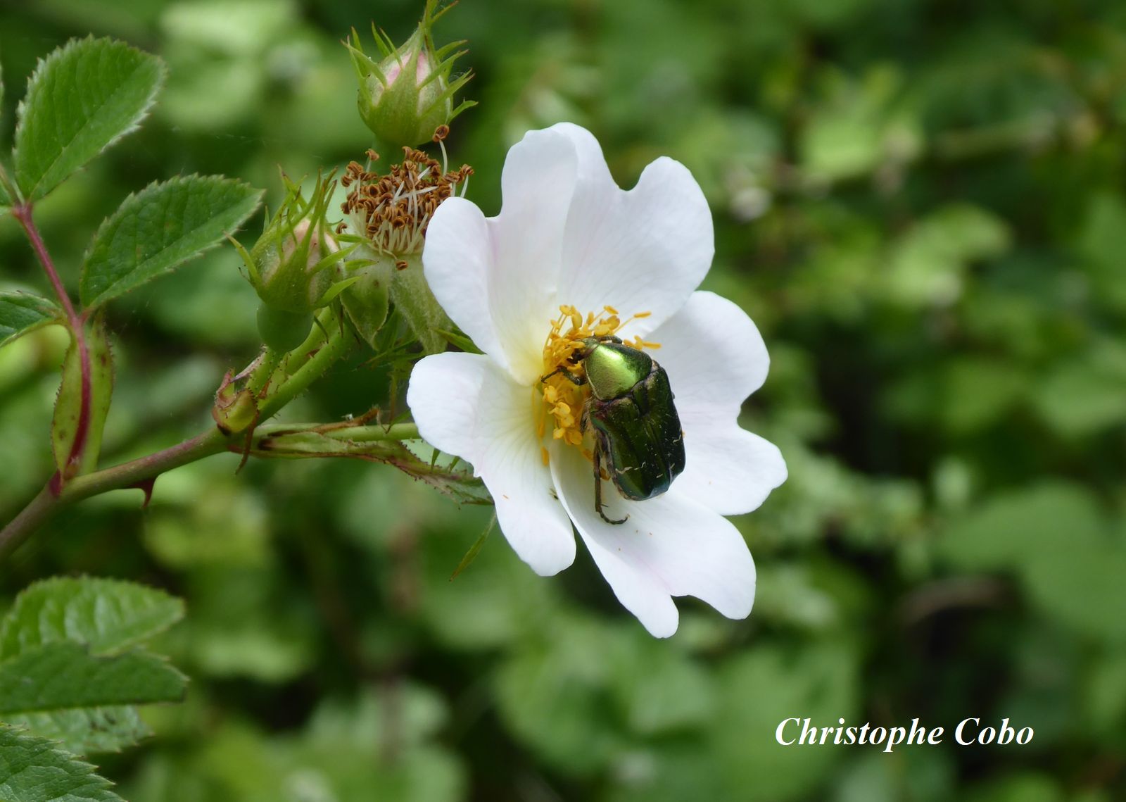 Cetonia aurata (cetoine doree) sur Rosa stylosa 20220522 LIZET