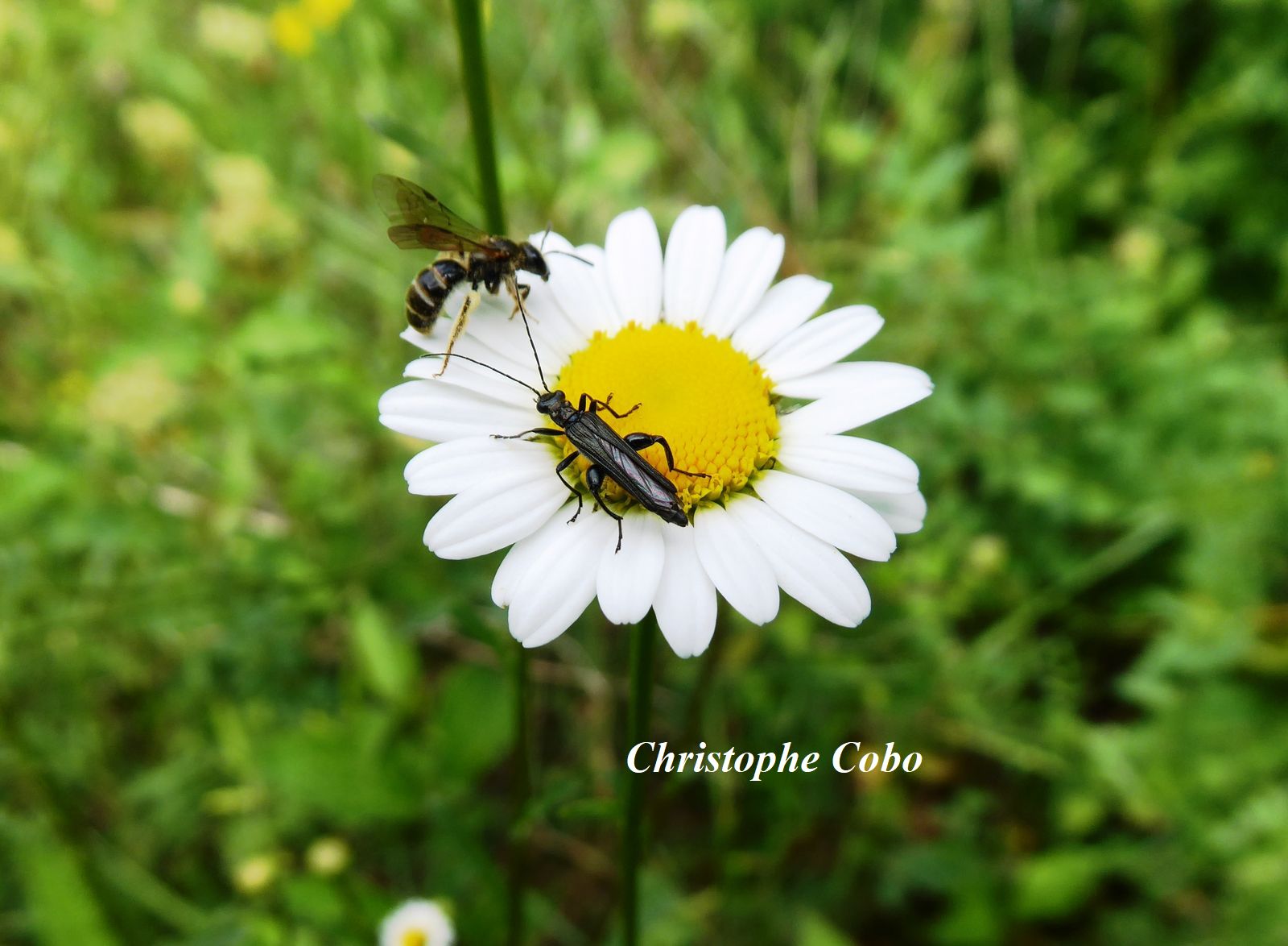 Leucanthemum vulgare (grande marguerite) 20220522 LIZET