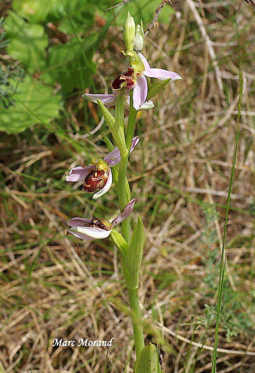 Ophrys apifera 2022 05 22 Montesquiou 04