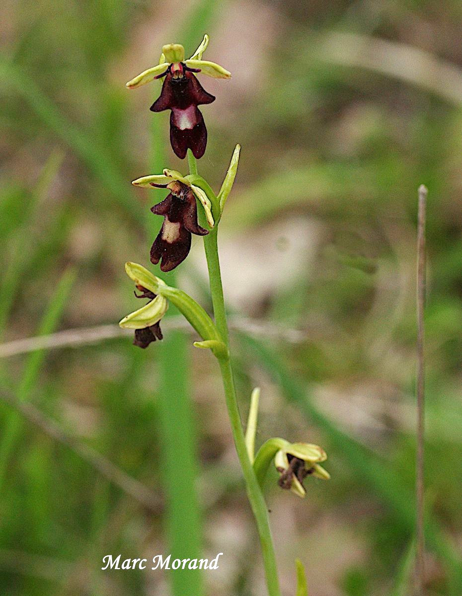 Ophrys insectifera Ophrys  mouche 2022 05 22 Montesquiou 07