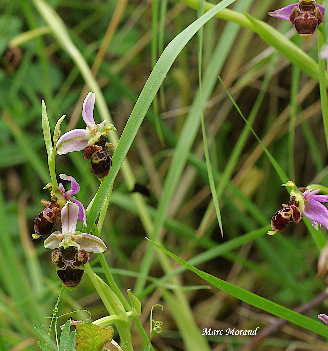 Ophrys scolopax 2022 05 22 Montesquiou 04