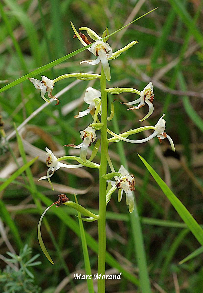 Platanthera chlorantha 2022 05 22 Montesquiou