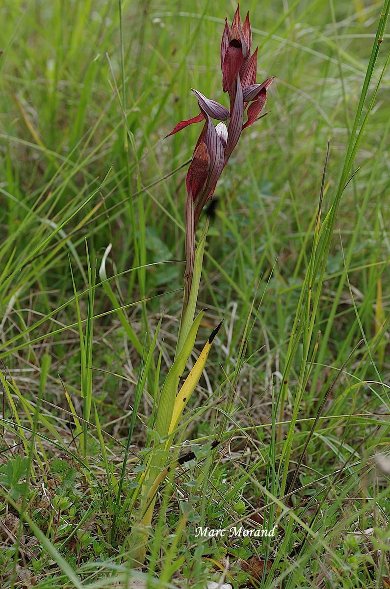 Serapias vomeracea  2022 05 22 Montesquiou 17