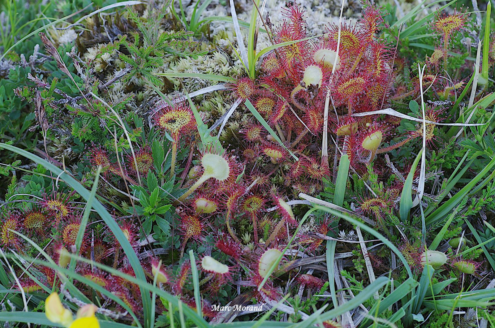 Drosera rotundifolia 2022 06 11 Le Cailhaou 06