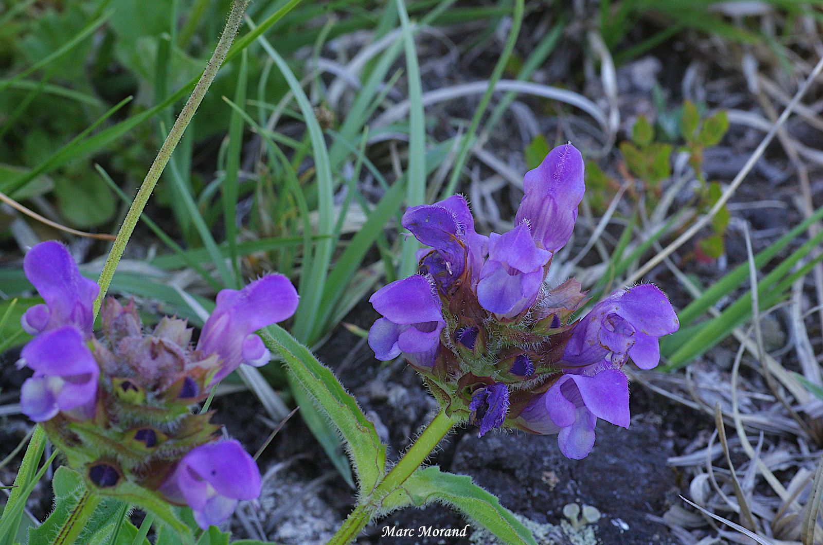 Prunella grandiflora 2022 06 11 Le Cailhaou 02