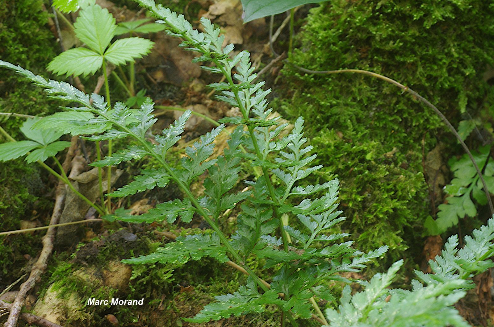 Asplenium adiantum nigrum 2023 06 03 Geu