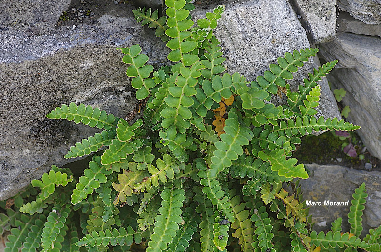 Asplenium ceterach 2023 06 03 Geu 05