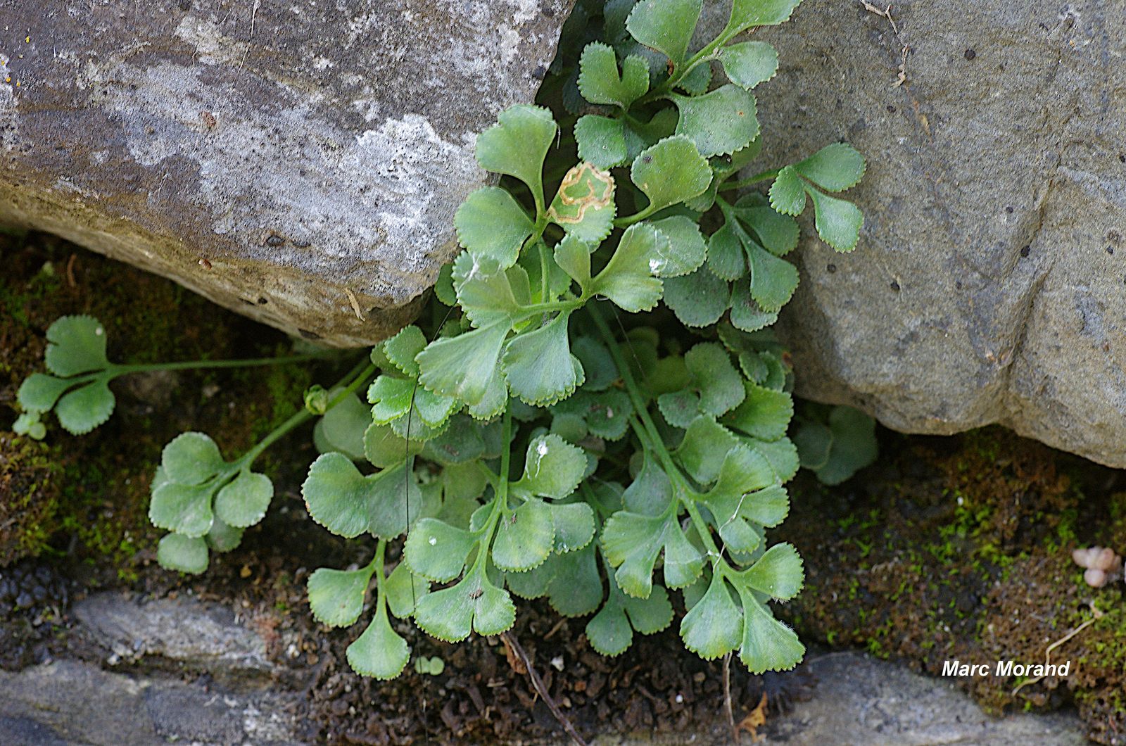 Asplenium ruta muraria 2023 06 03 Geu