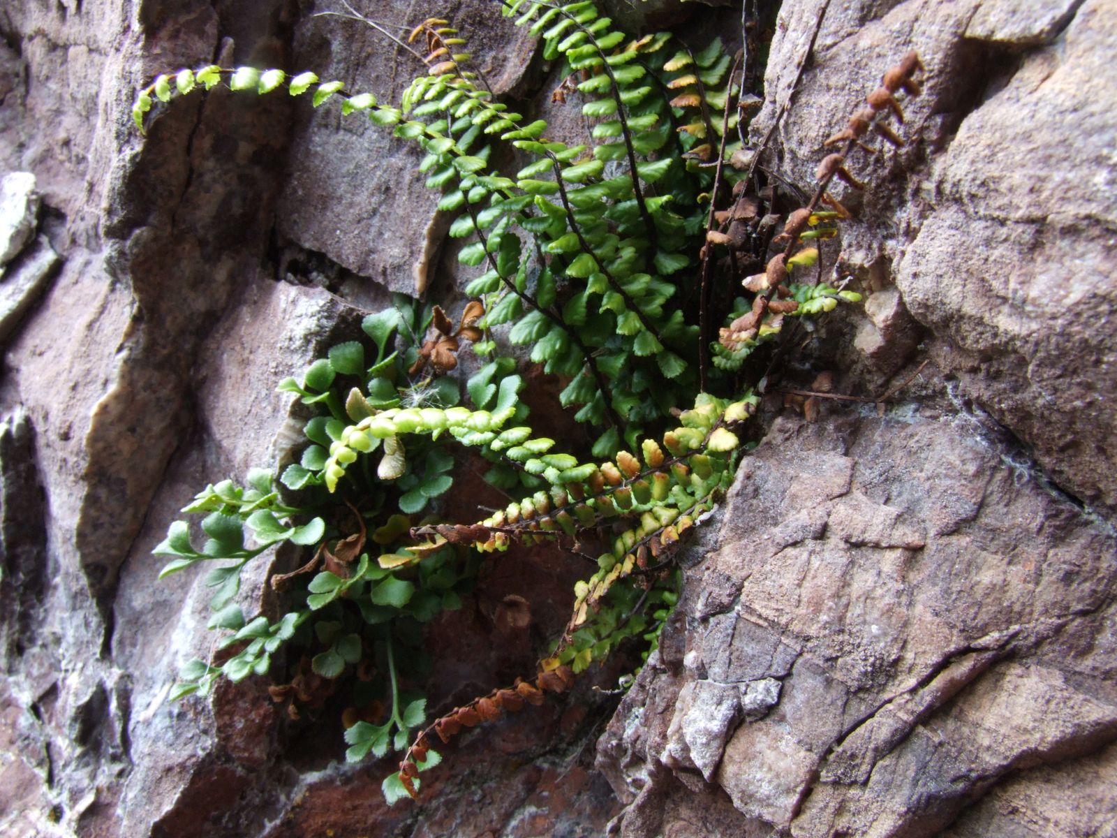 Asplenium trichomanes