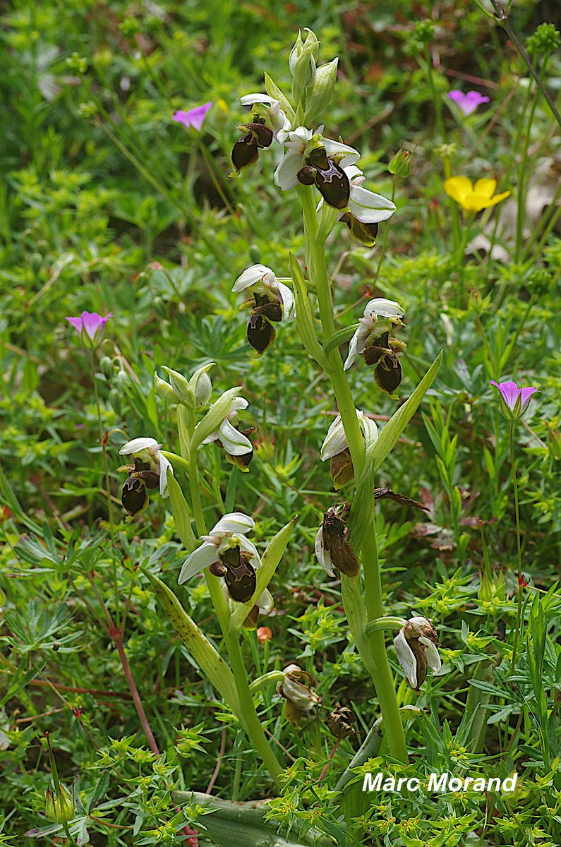Ophrys scolopax   Ophrys becasse 2023 06 03 Geu 02