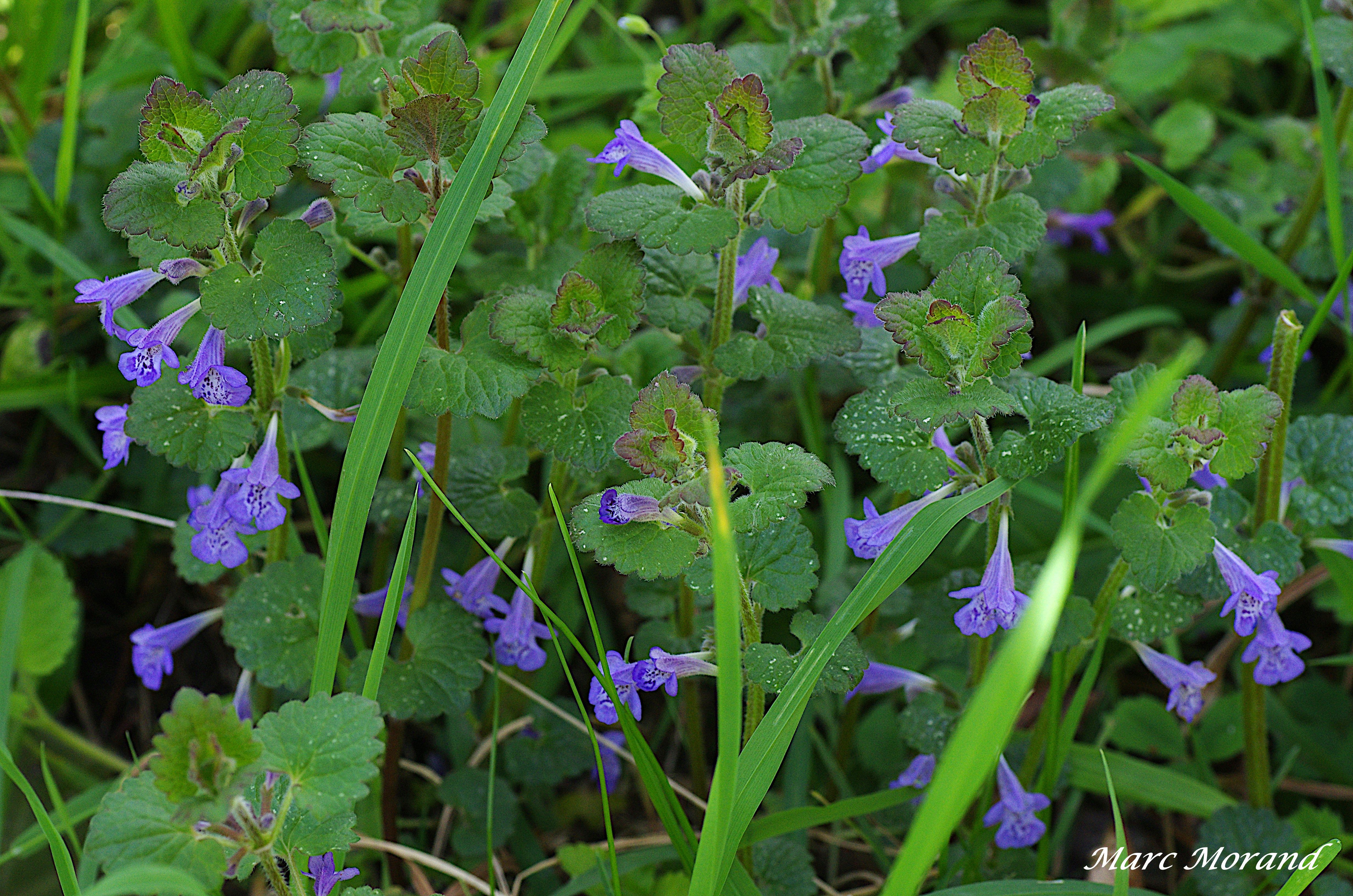 Glechoma hederacea Lierre terrestre 2024 03 30 Ugnouas