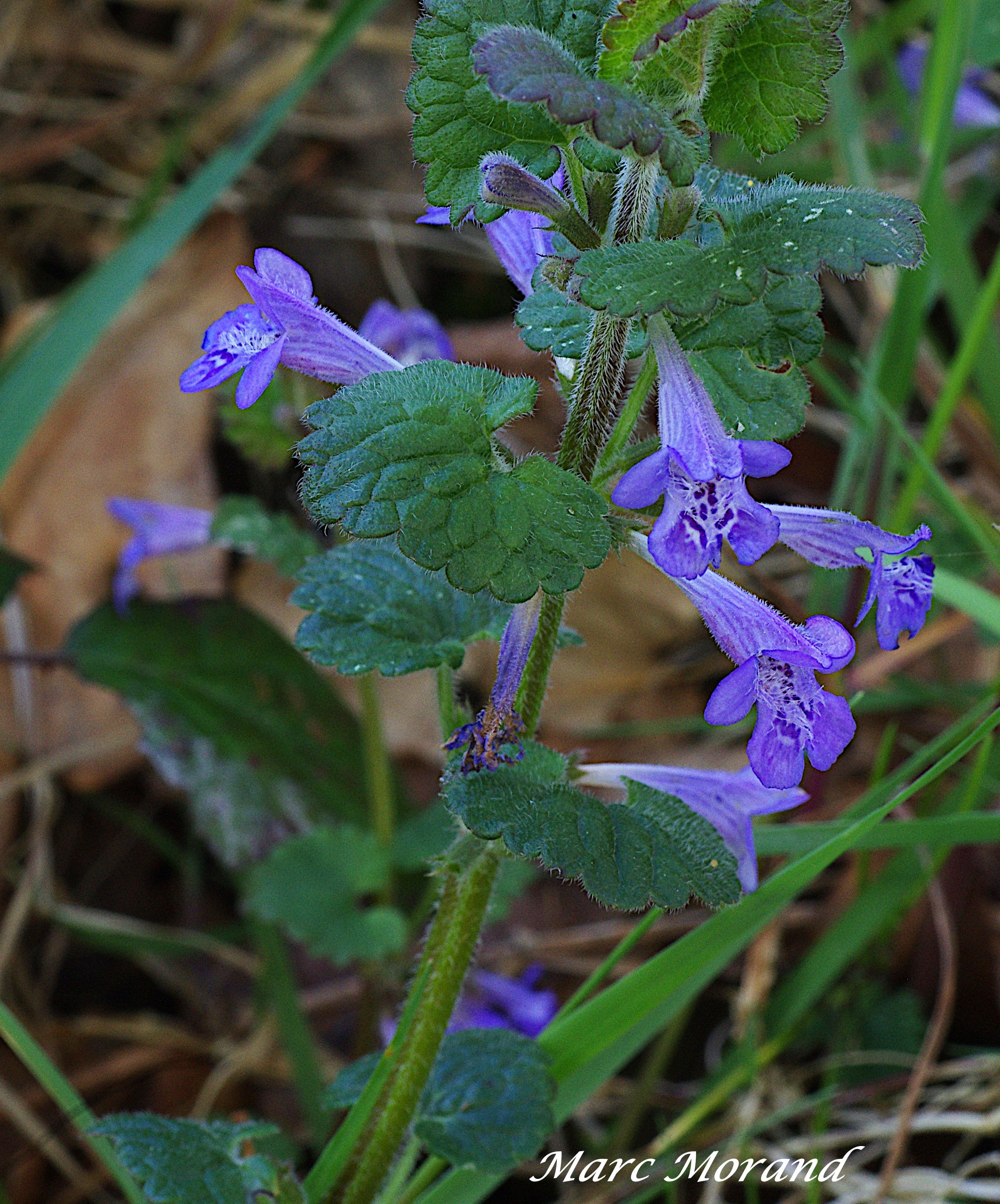 Glechoma hederacea Lierre terrestre 2024 03 30 Ugnouas 04