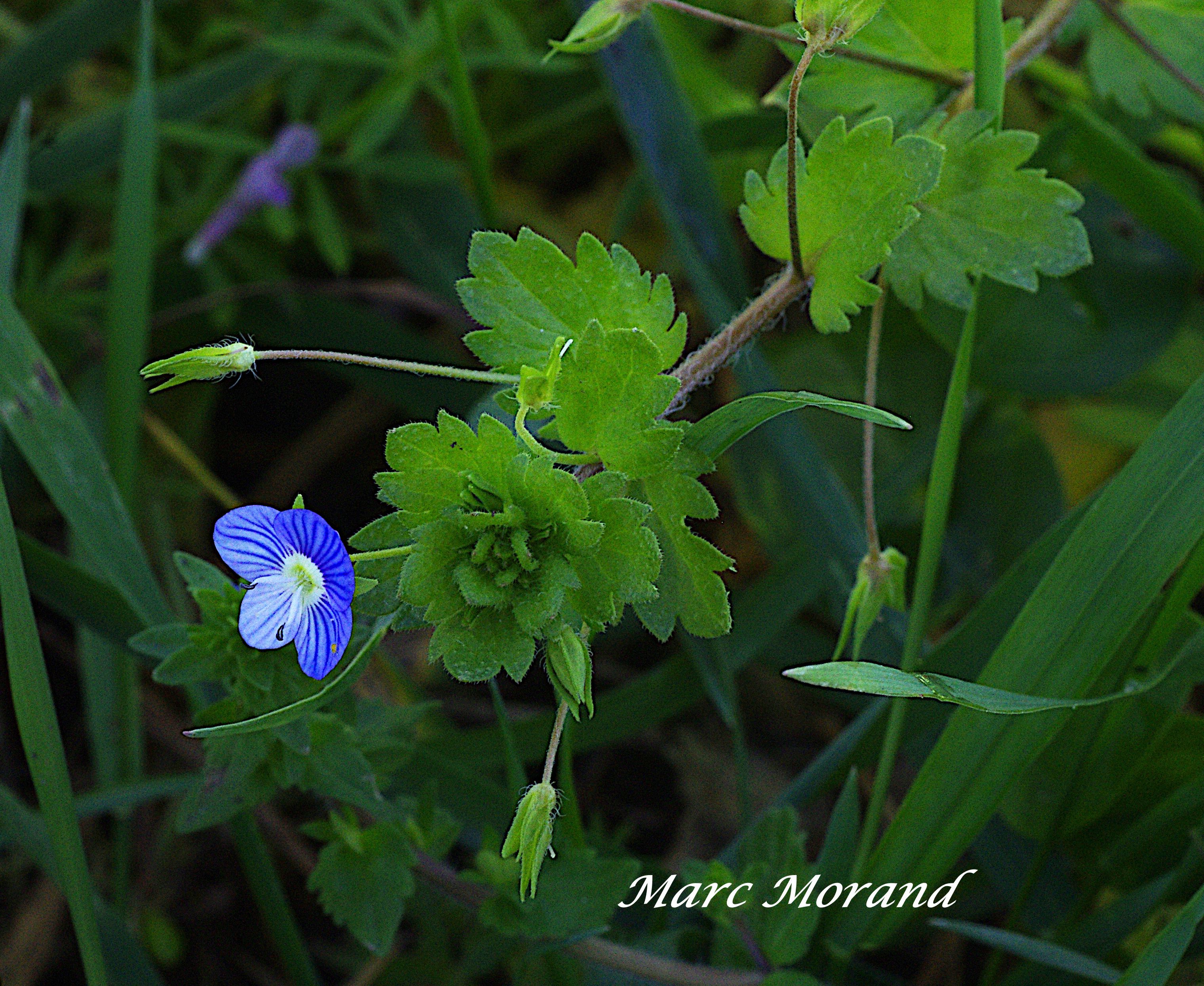 Veronica persica 2024 03 30  Ugnouas 02