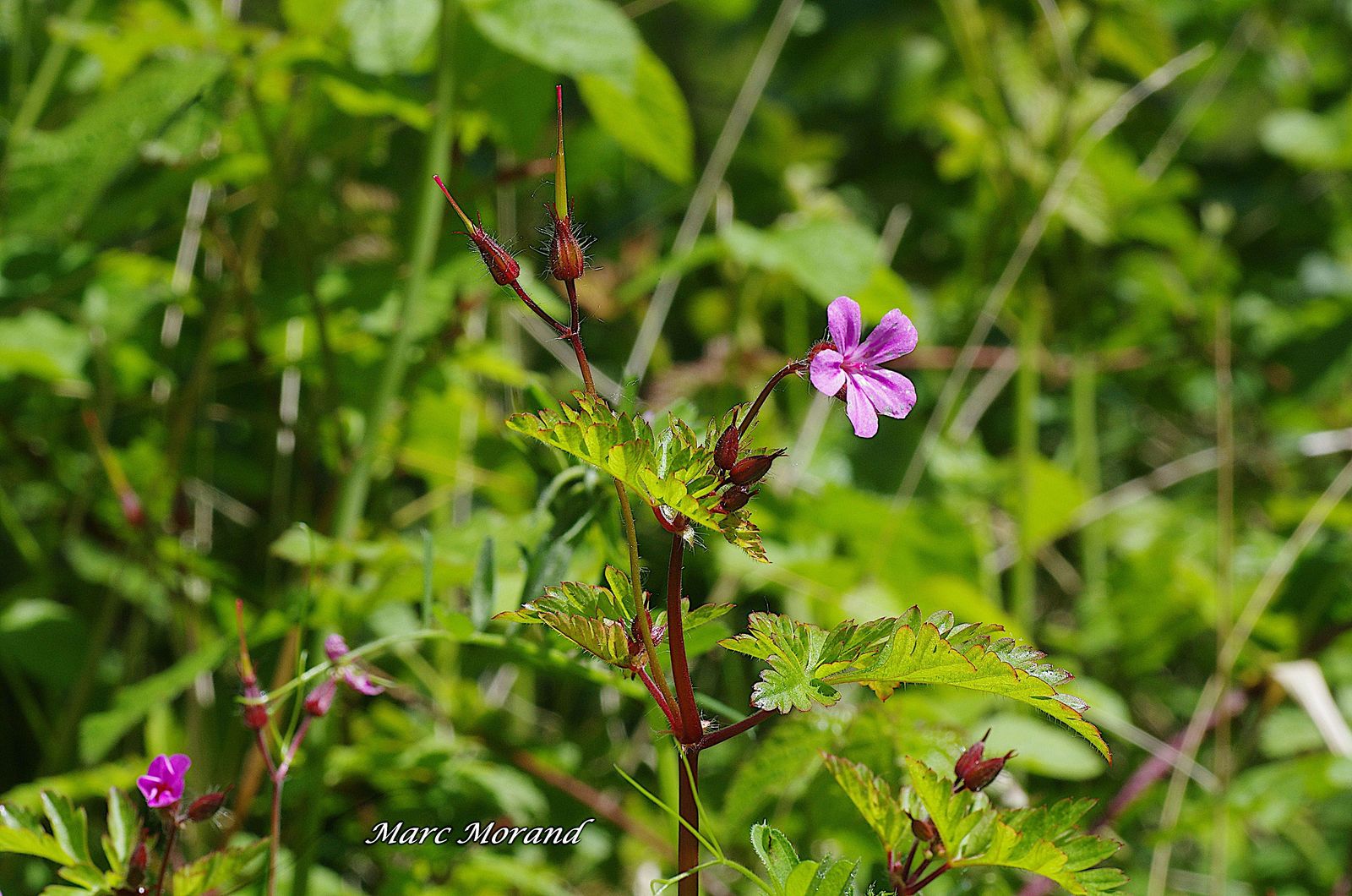 Geranium robertianum 2024 04 20 Lhez