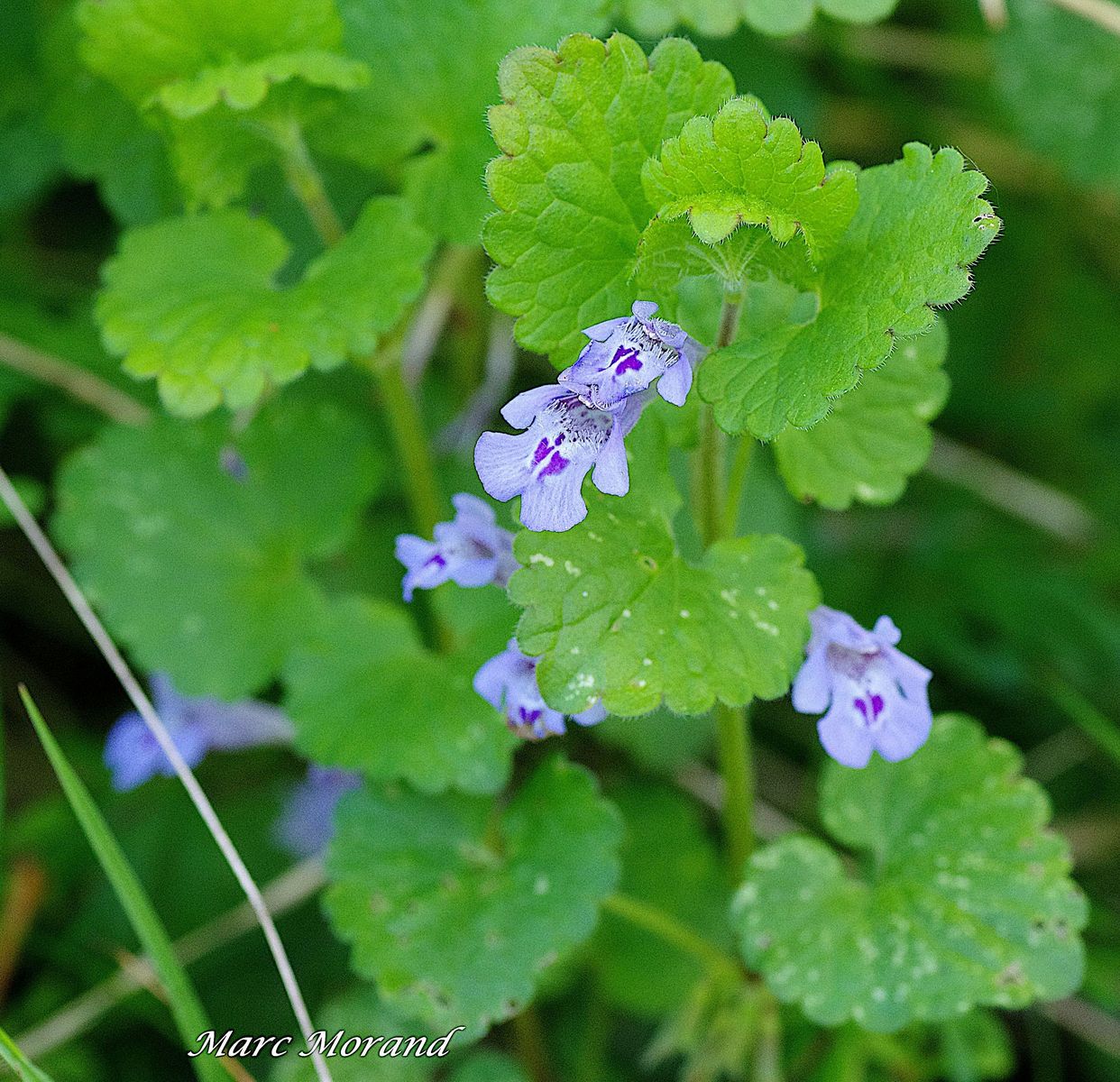 Glechoma hederacea   Lierre terrestre 2024 04 20 Lhez 02