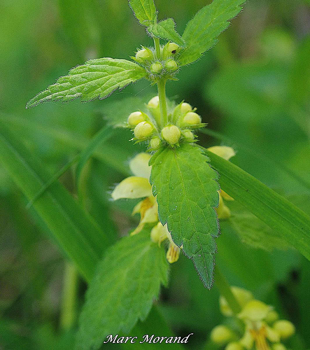 Lamium galeobdolon   Lamier jaune 2024 04 20 Lhez 02